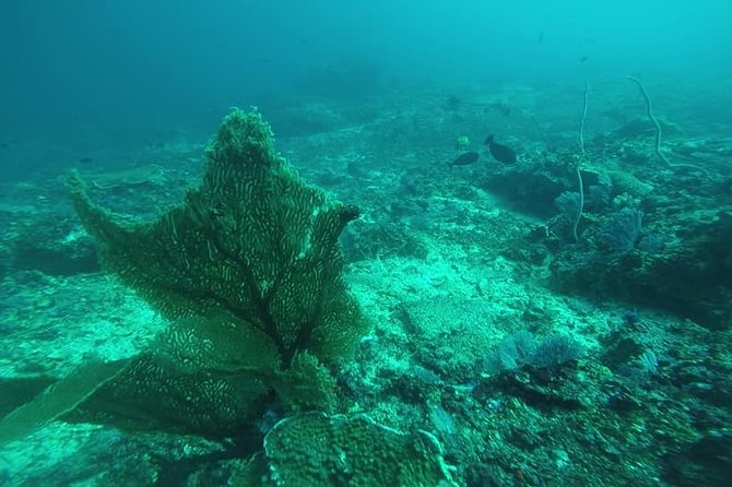 East Bali Spear Or Line Fishing Tour At Virgin Beach - What the $60 price really buys