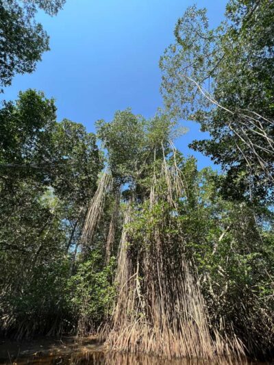 El Paredón: Mangrove Boat Tour with Optional Fishing