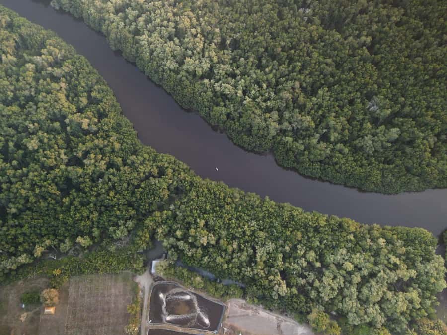 El Paredón: Mangrove Boat Tour with Optional Fishing - Planting a mangrove of your own