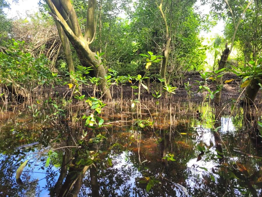 El Paredón: Mangrove Boat Tour with Optional Fishing - What the $55 price gets you