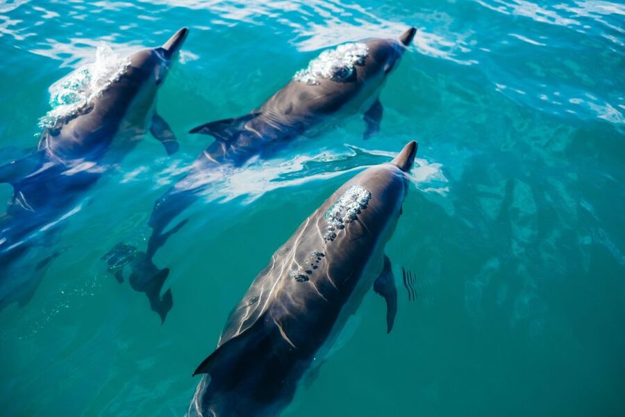 Estepona: Fishing Tour StartFisher 1060 - Who will enjoy this private charter most