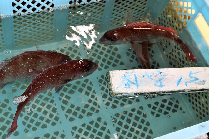 Explore Fishermen Island in Japan(Ise-Shima) - Is the $102.97 Price Good Value?