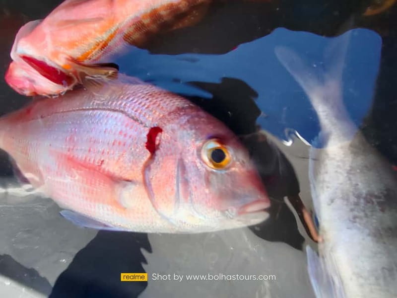 Explore Sesimbra: Private Sport Fishing All Inclusive Tour - Equipment, drinks, and safety on board