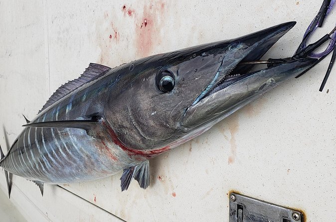 Fishing Charter 4 hours - Keeping your catch in good condition
