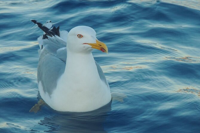 Fishing excursion in the Gulf of Noto for beginners - What is included, and what you should bring