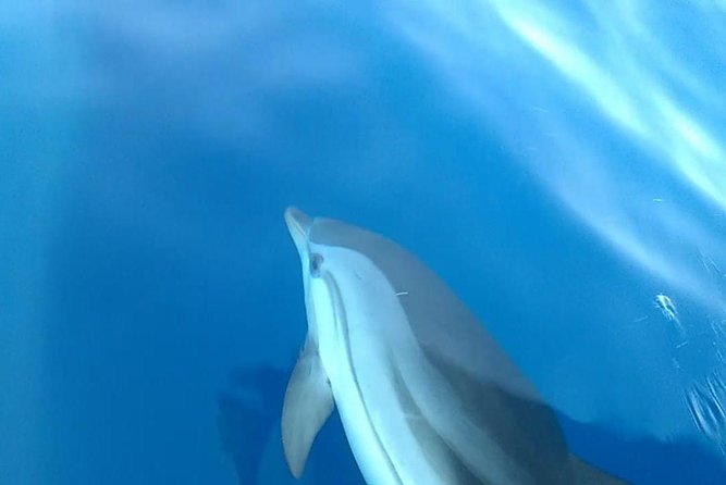 Fishing, Snorkelling & Dolphin Boat Tour - The value of $78.44 for three hours