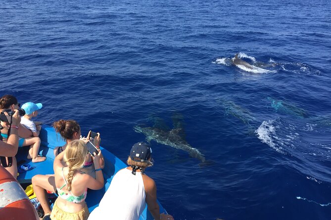 Fishing, Snorkelling & Dolphin Boat Tour - Should you book it?