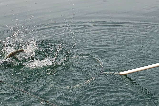 Fishing Tour with a Fishing Boat at Lake Constance (Untersee) - Key points to know before booking