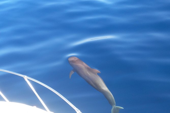 Fishing trip, Tenerife Sea Passion - Choosing between bottom fishing and jigging
