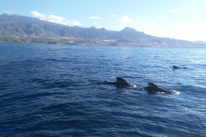 Fishing trip, Tenerife Sea Passion - Moving out to 200 to 600 metres