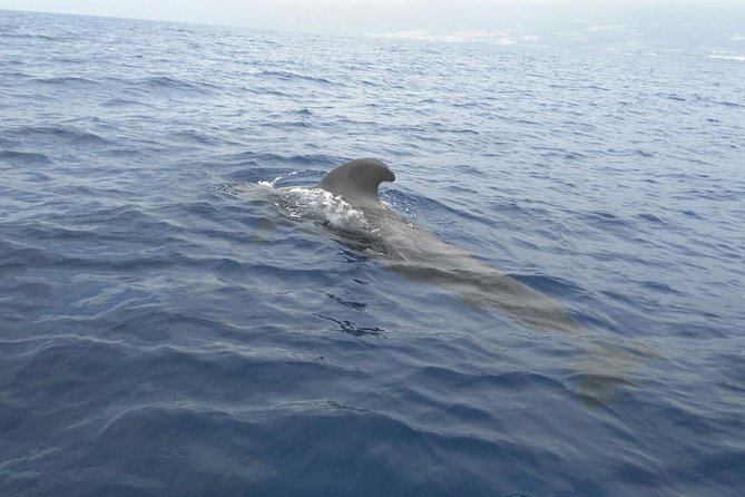 Fishing trip, Tenerife Sea Passion - A small boat group changes the experience