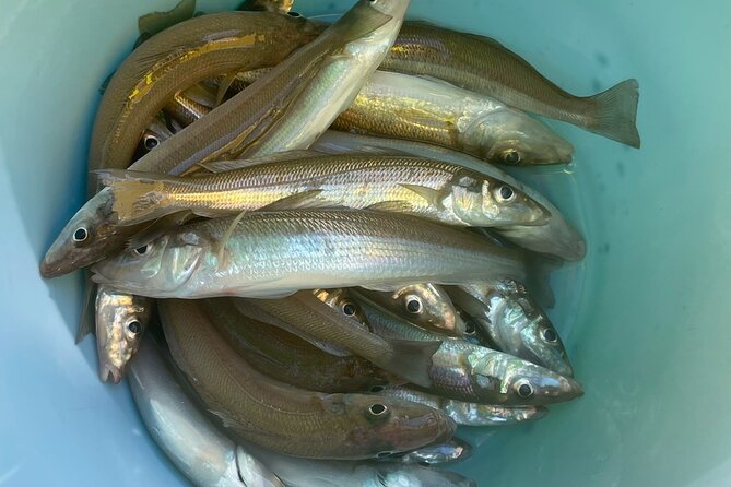 Fishing with Mt. Fuji Views and Japanese Home Cooking Experience - Who should book this experience