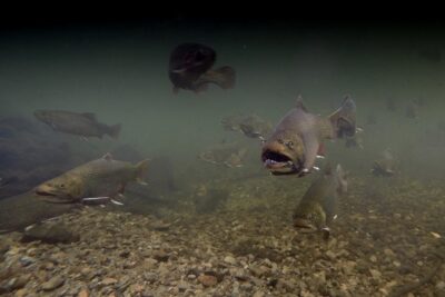 Fly Fishing Guided Experiences