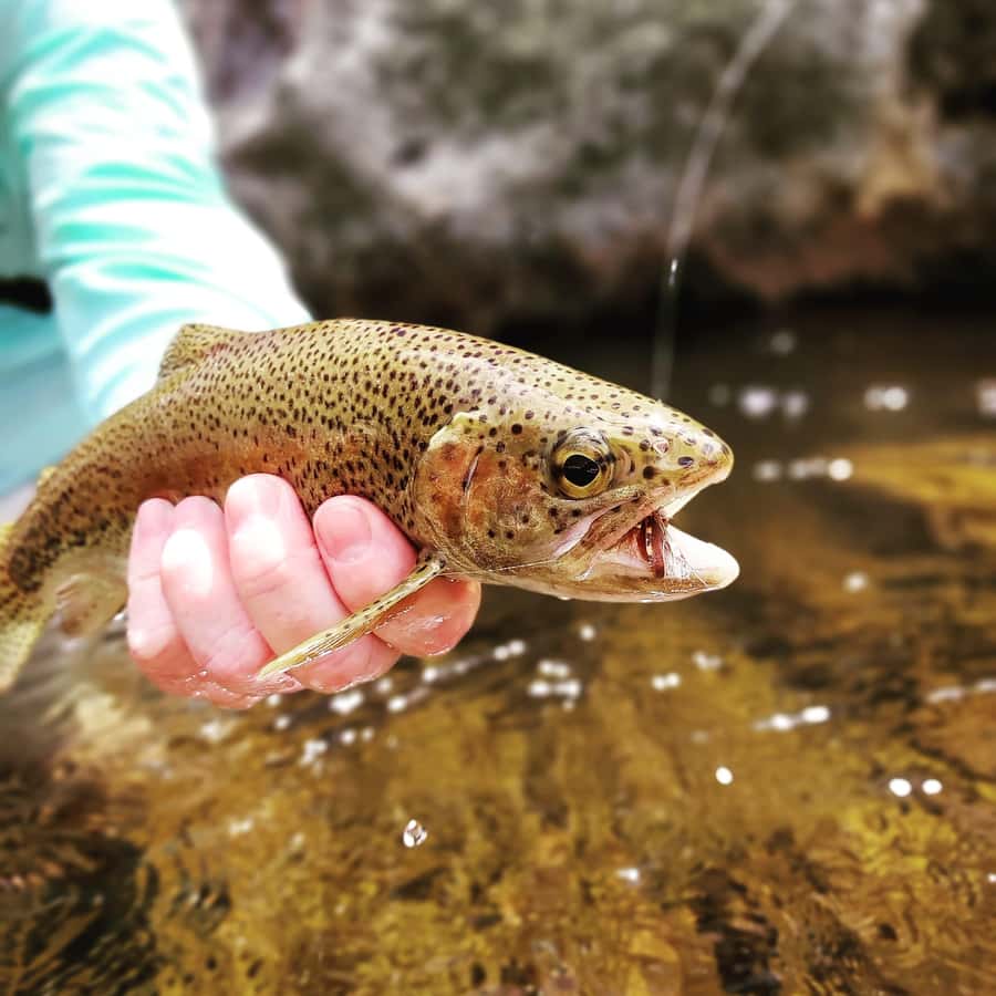 Fly Fishing in Cape Town - Clear streams and careful casts near Cape Town