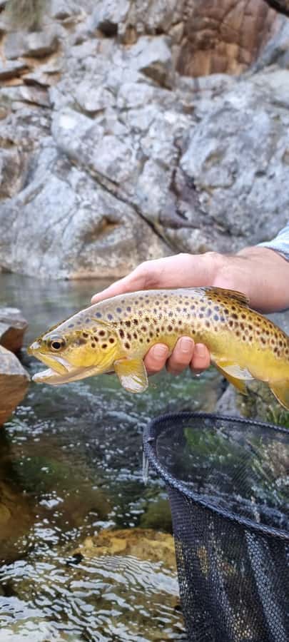 Fly Fishing in Cape Town - Should you book Fly Fishing in Cape Town?