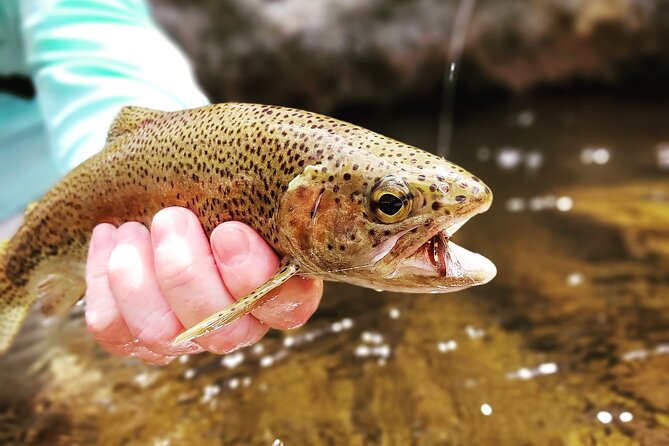 Fly Fishing in Cape Town for Five Hours - Who should book this Cape Town fishing trip?