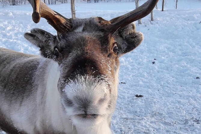 From Ivalo: Ice Fishing Safari to Lake Inari, reindeers & lunch - Is $186.04 a fair price?