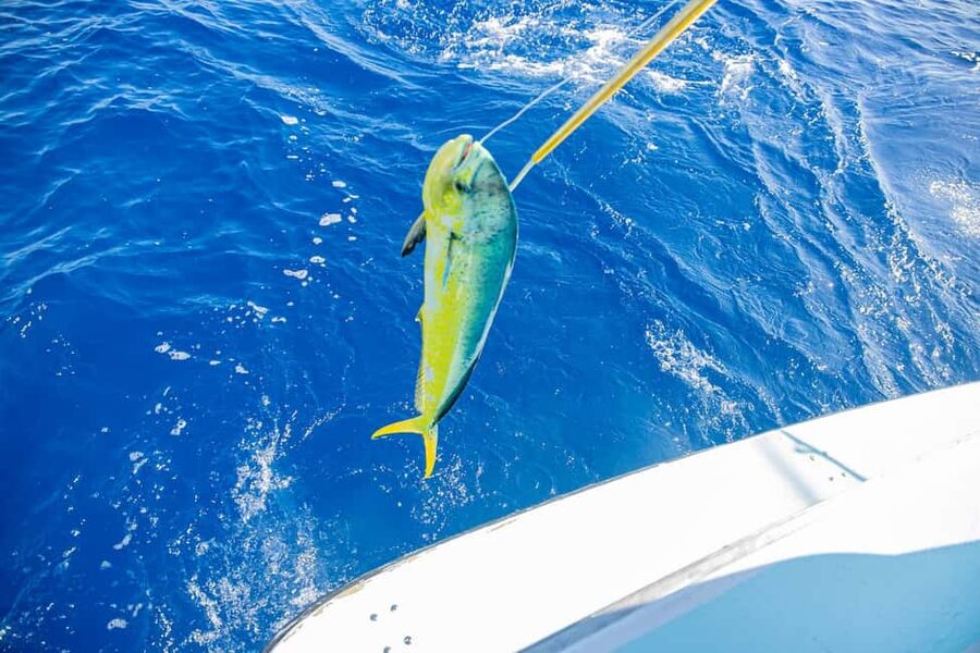 From Punta Cana: Deep Sea Fishing Tour by Boat with Drinks - Key points to know before booking