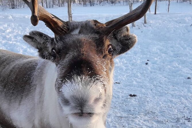 From Saariselkä: Ice Fishing Tour to Lake Inari, reindeers &lunch - Feeding reindeer before the ride back
