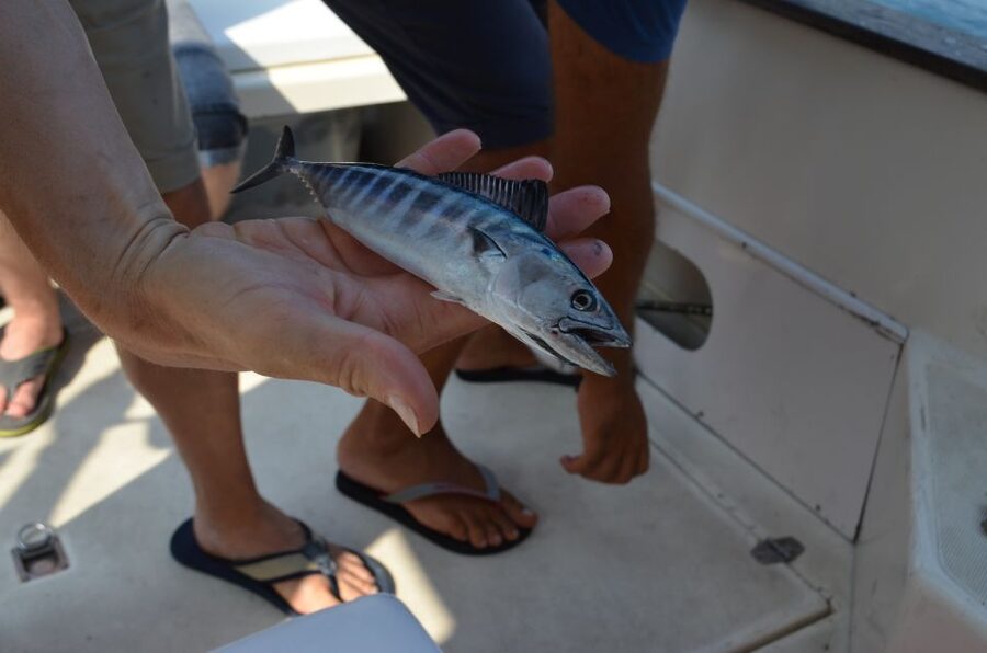 From Sorrento: Fishing in Capri with Lunch - The return to Sorrento and limoncello