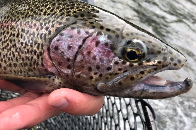 Full day fishing trips - Eight hours on the upper Kenai River