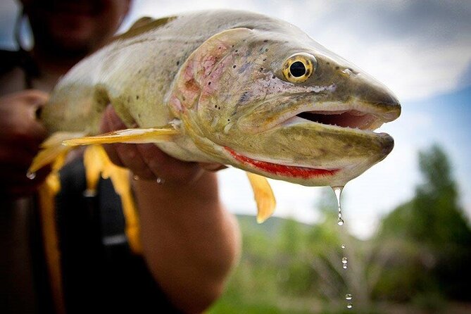 Full Day Montana Fly Fishing Adventure - Key points to know before booking