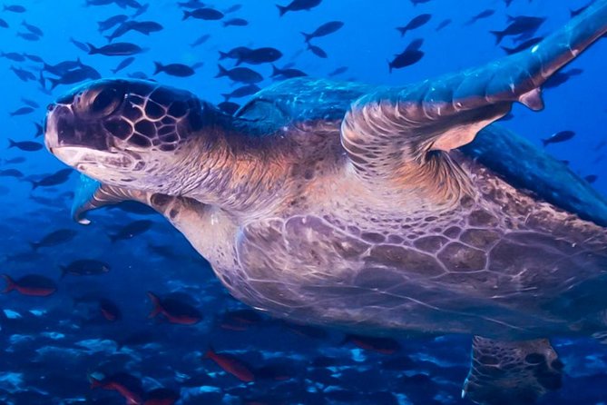 Full Day Tour Pinzon Island + La Fe/Las Palmas - Snorkeling & Fishing - Lunch on board and fishing between the stops