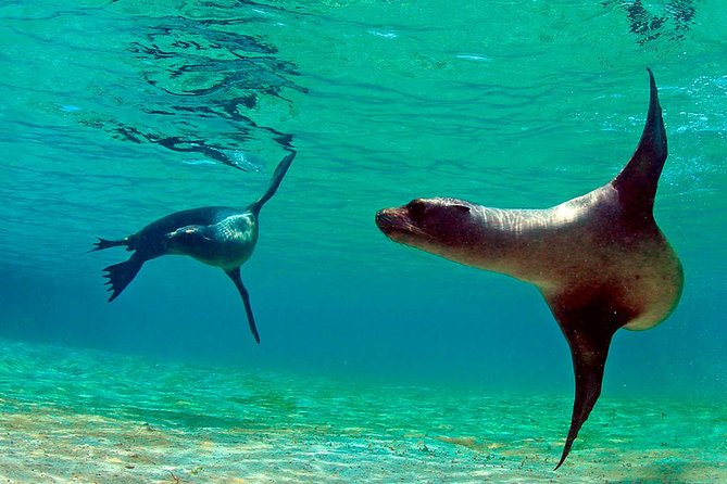 Full Day Tour Pinzon Island + La Fe/Las Palmas - Snorkeling & Fishing - Who should book this Pinzon excursion?