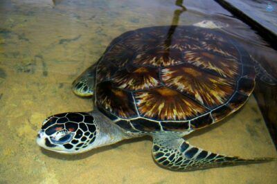 Galle Day Tour: Boat Safari, Dutch Fort, Stick Fishing & Turtles