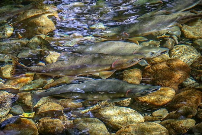Guided Fishing Adventure in Whistler - Fishing near Whistler without hauling a tackle box