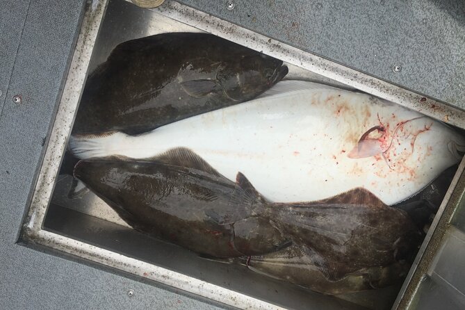 Half Day Halibut Fishing - What the $410 Price Really Means