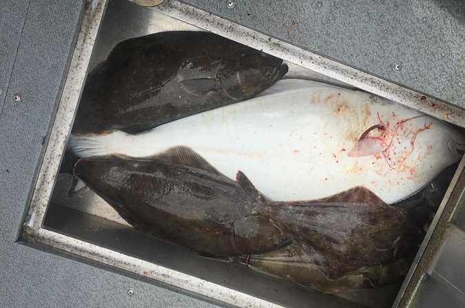 Half Day Halibut Fishing - Weather and the Firm Cancellation Rule
