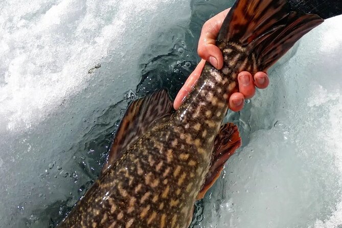 Half Day Private Guided Ice Fishing Trip in the Yukon - Choosing your target fish