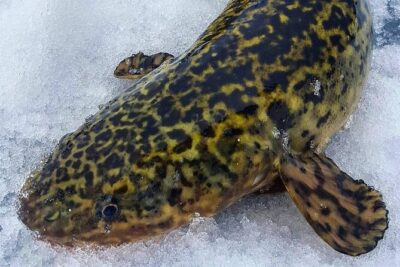 Half Day Private Guided Ice Fishing Trip in the Yukon
