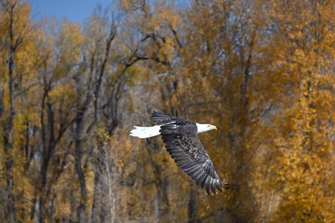 Half-Day Traditional Driftboat Fly Fishing at Jackson Hole - Is $395 per person a fair price?