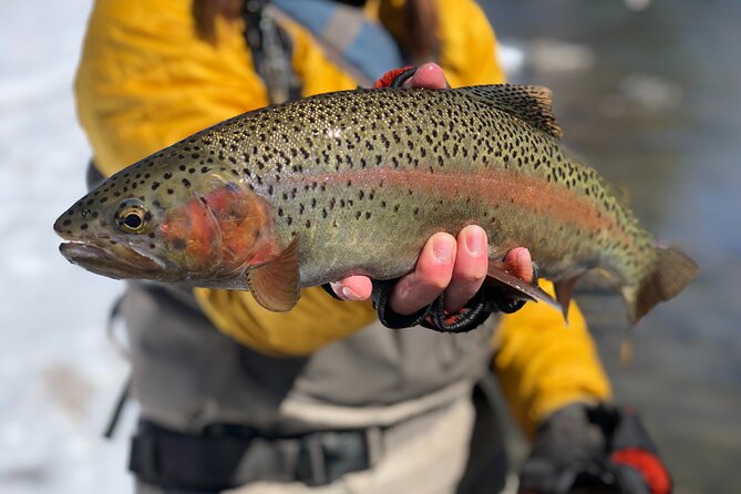 Half Day Walk and Wade Fly Fishing Trip - Key points to know before you cast