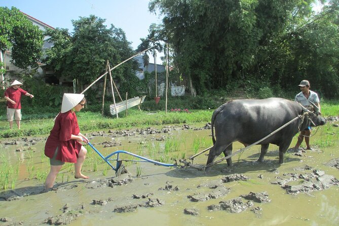 Hoi An Wet Rice Farming Tour Private Round Boat Fishing & Lunch - A short ride on a working buffalo