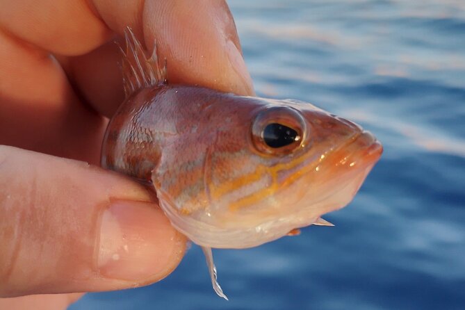 Hook Your Adventure Now with Chania Rod Fishing Experience - Why the eight-person limit matters
