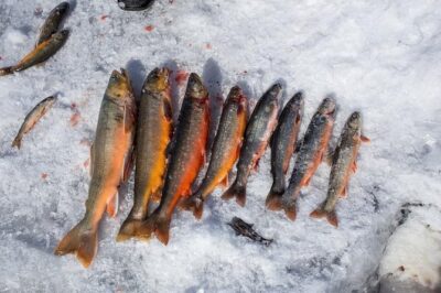 Ice Fishing and Husky