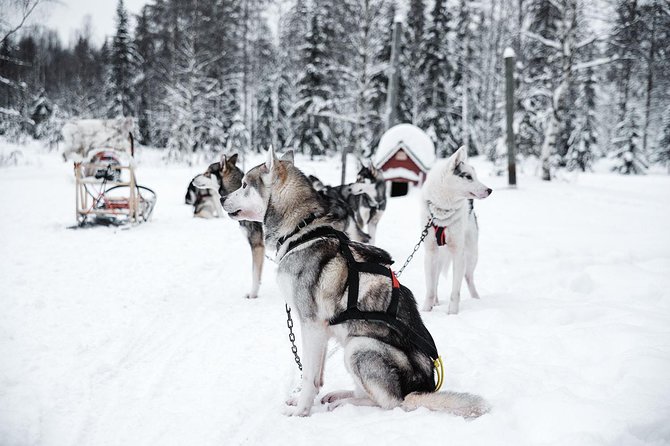 Ice Fishing and Husky - What $312.41 Really Buys You