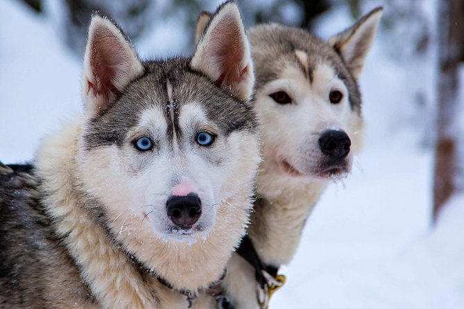 Ice Fishing and Husky - Booking Advice Before You Commit