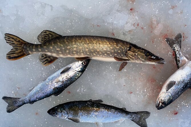 Ice Fishing in Fairbanks - Timing, Weather, and Cancellation