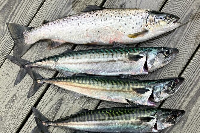 Inshore fishing in the Drangefjord - A short boat trip with a useful purpose