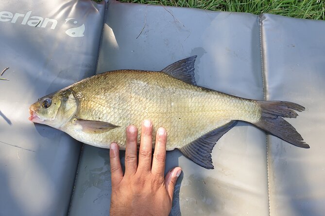 Introduction to fishing in Strasbourg - Handling the Catch With Care
