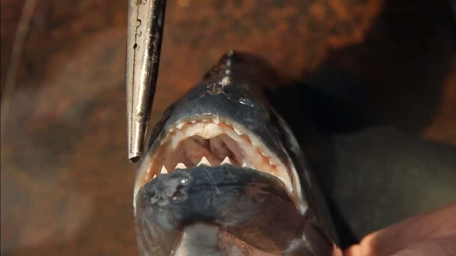 Iquitos: Piranha Fishing Experience in the Amazon jungle - Learning the fishing method from scratch