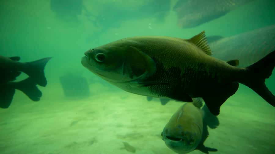 Iquitos: Piranha Fishing Experience in the Amazon jungle - One hour on the Itaya River