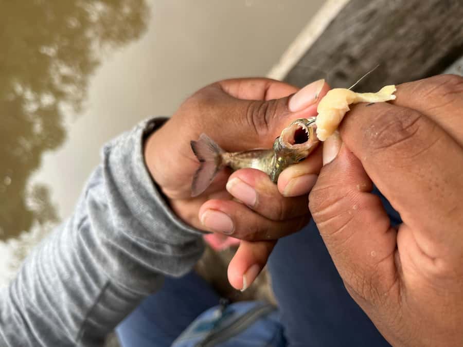 Iquitos: Piranha Fishing Experience in the Amazon jungle - Is $88 a fair price?