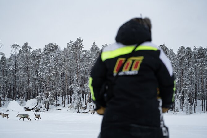 Ivalo: Reindeer herd and fishing experience - Meeting a real reindeer herd
