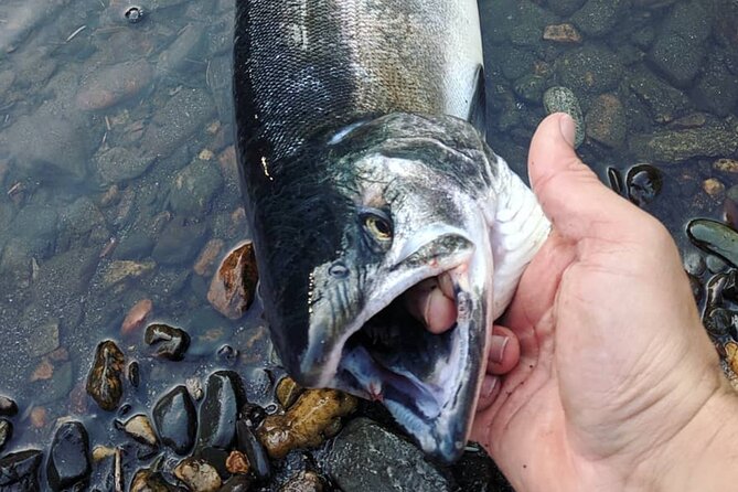 Juneau Shore Fishing Shuttle and Gear - Key points to know before you book