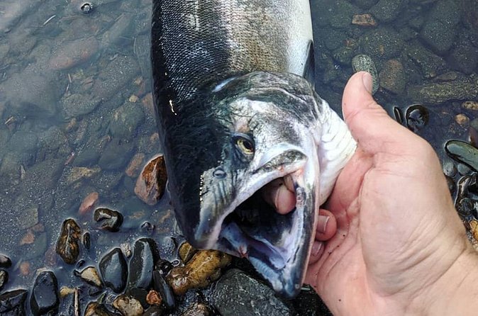 Juneau Shore Fishing Shuttle and Gear - Two to two and a half hours beside Alaska’s salmon waters
